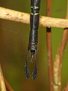 Male appendages