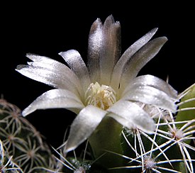 Mammillaria vetula ssp gracilis 10.jpg