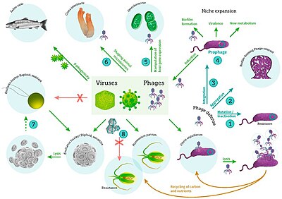 Virus-host interactions in the marine ecosystem,
including viral infection of bacteria, phytoplankton and fish Marine virus-host interactions.jpg