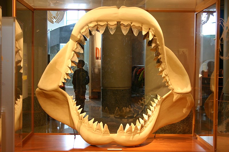 File:Megalodon jaw.jpg