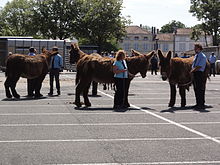 Sur un parking, des éleveurs portant une chemisette bleue, une cravate et un pantalons noirs tiennent en main plusieurs ânes, tout en discutant entre eux.