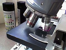 El microscopio óptico tiene un rango de aumento de 40x a 400x. La diferencia con la lupa es que la muestra se observa "montada en un portaobjetos" (presionada entre dos placas de vidrio, portaobjetos y cubreobjetos, hasta formar una capa delgada). La muestra se observa por transparencia, por luz transmitida. El microscopio puede usarse para ver la morfología de los esporangios de los helechos, que sólo deben espolvorearse sobre el portaobjetos y cubrirse con el cubreobjetos, pero muchas veces para ver una muestra es necesario cortarla en secciones delgadas, idealmente con un micrótomo, y a veces también teñirla, este trabajo entra en el campo de la histología.