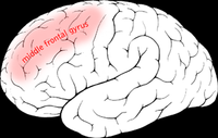 200px-Middle_frontal_gyrus.png