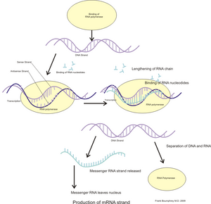 Illustration of mRNA transcription, an overview