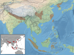 Myotis formosus distribution.png