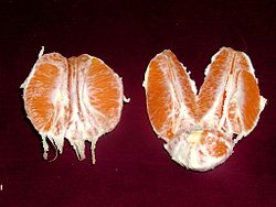 Photograph of a navel orange, peeled and sectioned; the underdeveloped twin fruit is located on the bottom-right