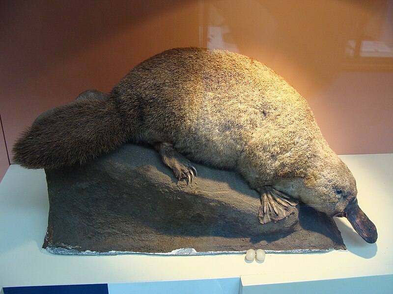 Ficheiro:Ornithorhynchus anatinus.001 - Natural History Museum of London.JPG