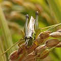 2017年10月3日 (火) 12:04時点における版のサムネイル