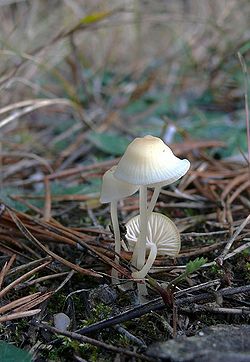 Tamprioji šalmabudė (Mycena epipterygia)