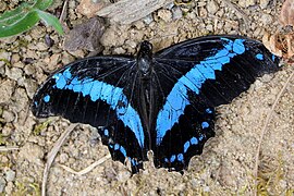 Papilio oribazus