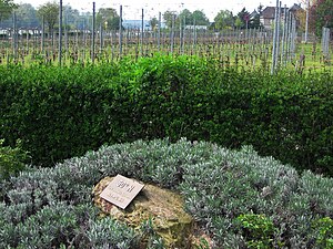 Lage des 50. Breitengrades nach World Geodetic System 1984 (WGS84) am Parkplatz an der Basilika. Nach dem für Topografische Karten in Deutschland angenommenen Potsdam-Datum liegt der 50. Breitengrad hier etwa 130 Meter weiter südlich.