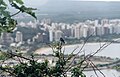 Pássaro - Morro do Moreno.