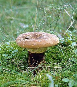 Juodkotė meškutė (Paxillus atromentosus)