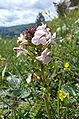 Pedicularis rostratocapitata 070707. jpg