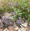 Phacelia crenulata