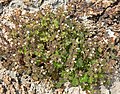 Phacelia rotundifolia