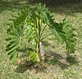 Philodendron undulatum