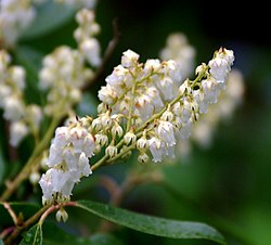 Karoliinankellovaivero (Pieris floribunda)