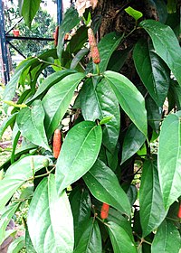Cabai jawa (tanaman) - Wikipedia bahasa Indonesia ...