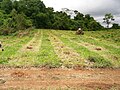 Plantação de guanandis. Mocóca-SP