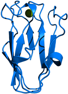 Plastocyanin (Spinacia oleracea)
