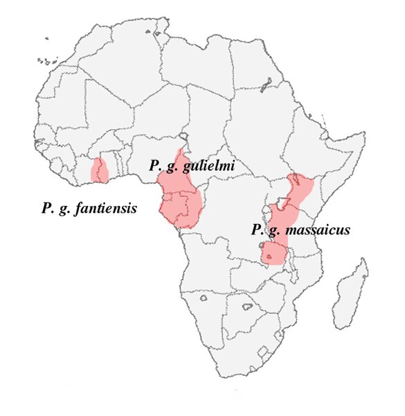 585px-Poicephalus_gulielmi_-_subspecies_ranges_in_Africa.jpg