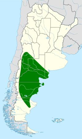 Patagonische canastero