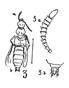 Quedius rhenanus