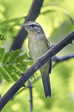 Miniatura para Phylloscopus schwarzi