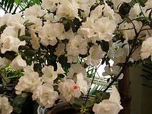 RhododendronSimsiiFlowers.jpg