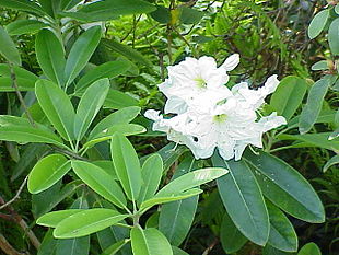 Rhododendron fortunei i en hvidtblomstrende sort.