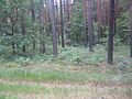 Ruhland, Alte Waldstraße hinter den Buschwiesen, Blick nach Südwest, Frühsommer; Am Weg nach Ruhland (West) (Flurname), früher Finkenstücke (alter Flurname)