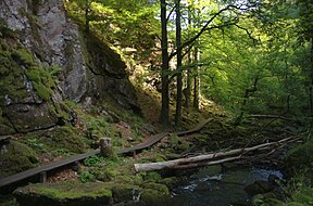 Schluchtwälder in den Tälern