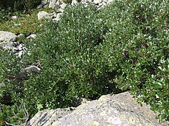 Salix helvetica a1.jpg