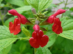 Salvia microphylla[англ.]
