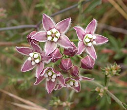 Žabenis (Sarcostemma cynanchoides)