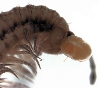 parasitengonan mite larva attached to head of Schedotrigona sp.