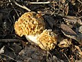 Morchella rotunda