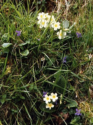 English: Spring flowers, Hebden Primroses and ...