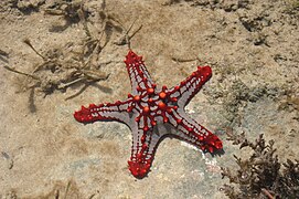 Une étoile de mer (Protoreaster lincki) observée in situ à Zanzibar.