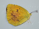 Eurema nicippe (sleepy orange) Adult, ventral view of wings.