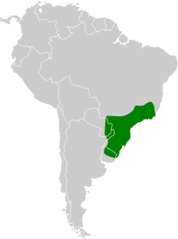 Distribución geográfica del pijuí ceniciento.