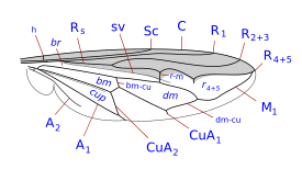 Ceriana wing veins