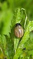 Tansy beetle (Chrysolina graminis) larva on Tansy leaf