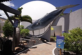 The Maui Ocean Center presents a 3D immersive experience about humpback whales of Hawaii.