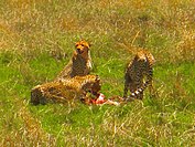 Three cheetahs are enjoying their prey's meat in the Serengeti Prairies.