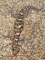 Transvaal rock gecko