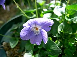 Viola grayi2. jpg