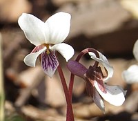 白色の花で、唇弁には紫色の条が入る