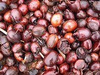 Seed of Vitellaria paradoxa, the Shea tree. Ne...